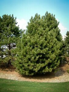 Сосна Чёрная (Pinus Nigra) купить по цене от 270.00р. в интернет-магазине «Посадика» с доставкой почтой в в Губахае и по всей России – [изображение №1].