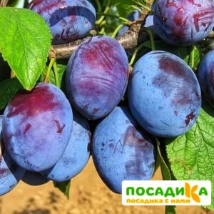 Слива Чачакская ранняя купить по цене от 229.00р. в интернет-магазине «Посадика» с доставкой почтой в в Губахае и по всей России – [изображение №1].