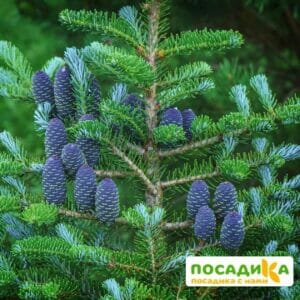 Пихта корейская (Abies koreana) купить по цене от 450.00р. в интернет-магазине «Посадика» с доставкой почтой в в Губахае и по всей России – [изображение №1].