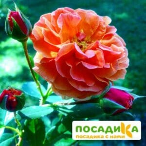 Роза Арабия купить по цене от 350.00р. в интернет-магазине «Посадика» с доставкой почтой в в Губахае и по всей России – [изображение №1].