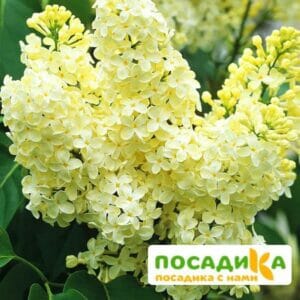 Сирень Примроуз (Primrose) купить по цене от 529.00р. в интернет-магазине «Посадика» с доставкой почтой в в Губахае и по всей России – [изображение №1].