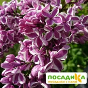 Сирень Сенсация купить по цене от 529.00р. в интернет-магазине «Посадика» с доставкой почтой в в Губахае и по всей России – [изображение №1].