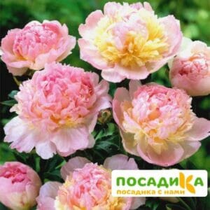 Пион Распберри Сандей (Paeonia Raspberry Sundae) купить по цене от 959р. в интернет-магазине «Посадика» с доставкой почтой в в Губахае и по всей России – [изображение №1].