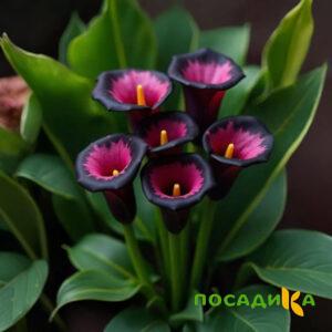 Калла Аура Лейс купить по цене от 400р. в интернет-магазине «Посадика» с доставкой почтой в в Губахае и по всей России – [изображение №1].