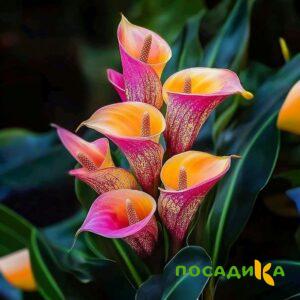 Калла Оникс купить по цене от 450р. в интернет-магазине «Посадика» с доставкой почтой в в Губахае и по всей России – [изображение №1].