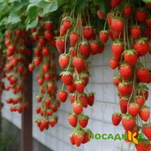 Клубника вьющаяся Комплимент купить по цене от 470р. в интернет-магазине «Посадика» с доставкой почтой в в Губахае и по всей России – [изображение №1].
