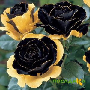 Роза Ханни Сикл купить по цене от 700р. в интернет-магазине «Посадика» с доставкой почтой в в Губахае и по всей России – [изображение №1].