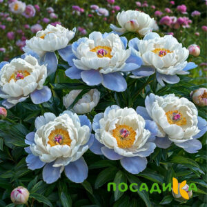 Пион акварельный Этюд купить по цене от 806р. в интернет-магазине «Посадика» с доставкой почтой в в Губахае и по всей России – [изображение №1].