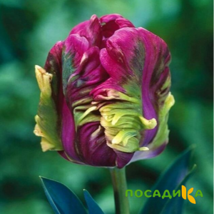 Тюльпан Экзотик Хэвен купить по цене от 186р. в интернет-магазине «Посадика» с доставкой почтой в в Губахае и по всей России – [изображение №1].