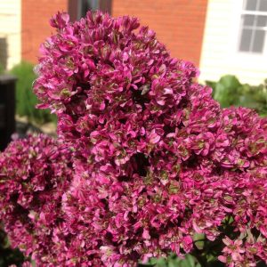 Флокс Филингс купить по цене от 329р. в интернет-магазине «Посадика» с доставкой почтой в в Губахае и по всей России – [изображение №1].