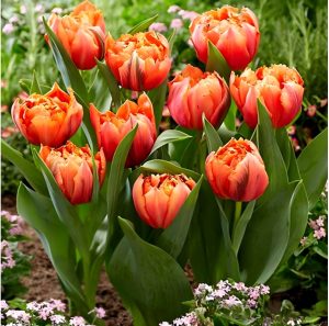 Тюльпан Гудошник Дабл купить по цене от 185р. в интернет-магазине «Посадика» с доставкой почтой в в Губахае и по всей России – [изображение №1].