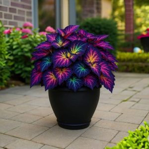 Хоста Фрости Блю купить по цене от 389р. в интернет-магазине «Посадика» с доставкой почтой в в Губахае и по всей России – [изображение №1].