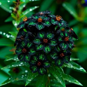 Флокс Ривьера купить по цене от 299р. в интернет-магазине «Посадика» с доставкой почтой в в Губахае и по всей России – [изображение №1].