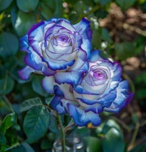 Роза Пэтолз Хоуп купить по цене от 333р. в интернет-магазине «Посадика» с доставкой почтой в в Губахае и по всей России – [изображение №1].