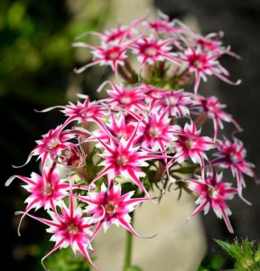 Флокс Метельчатый Путь купить по цене от 456р. в интернет-магазине «Посадика» с доставкой почтой в в Губахае и по всей России – [изображение №1].