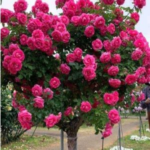 Роза Версаля купить по цене от 232р. в интернет-магазине «Посадика» с доставкой почтой в в Губахае и по всей России – [изображение №1].