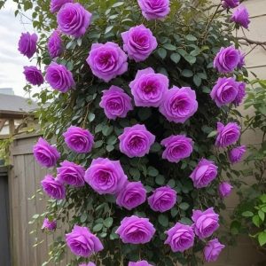 Роза Мистик Уайт купить по цене от 620р. в интернет-магазине «Посадика» с доставкой почтой в в Губахае и по всей России – [изображение №1].