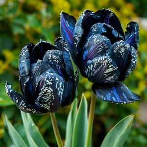 Тюльпан Блю Фог купить по цене от 500р. в интернет-магазине «Посадика» с доставкой почтой в в Губахае и по всей России – [изображение №1].