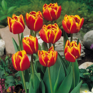 Тюльпан Блэк Фаер купить по цене от 275р. в интернет-магазине «Посадика» с доставкой почтой в в Губахае и по всей России – [изображение №1].