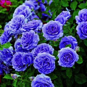 Роза Блю Мун купить по цене от 450р. в интернет-магазине «Посадика» с доставкой почтой в в Губахае и по всей России – [изображение №1].