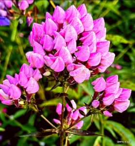 Флокс Бутоник купить по цене от 461р. в интернет-магазине «Посадика» с доставкой почтой в в Губахае и по всей России – [изображение №1].