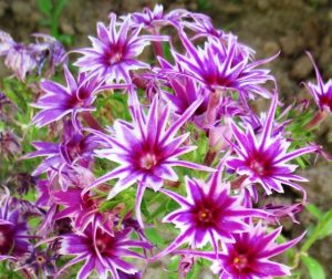 Флокс Звездное Кружево купить по цене от 361р. в интернет-магазине «Посадика» с доставкой почтой в в Губахае и по всей России – [изображение №1].