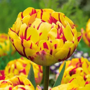 Тюльпан махровый Голден Ницц купить по цене от 361р. в интернет-магазине «Посадика» с доставкой почтой в в Губахае и по всей России – [изображение №1].