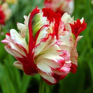 Тюльпан Эстелла Рижнвельд купить по цене от 500р. в интернет-магазине «Посадика» с доставкой почтой в в Губахае и по всей России – [изображение №1].