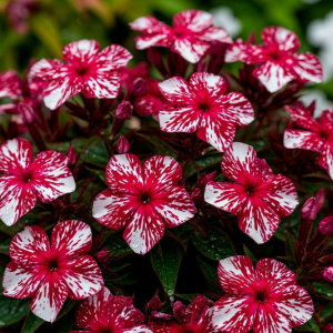 Флокс Ливер Гриммер купить по цене от 590р. в интернет-магазине «Посадика» с доставкой почтой в в Губахае и по всей России – [изображение №1].