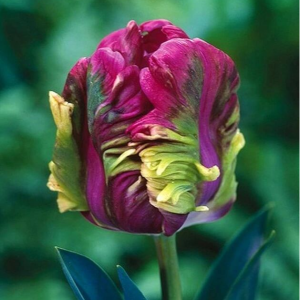 Тюльпан Экзотик Хэвен купить по цене от 186р. в интернет-магазине «Посадика» с доставкой почтой в в Губахае и по всей России – [изображение №1].