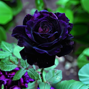 Роза Блэк Пантер купить по цене от 319р. в интернет-магазине «Посадика» с доставкой почтой в в Губахае и по всей России – [изображение №1].