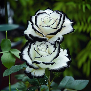 Роза Силк Ивин купить по цене от 319р. в интернет-магазине «Посадика» с доставкой почтой в в Губахае и по всей России – [изображение №1].