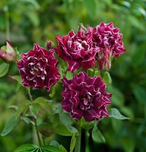 Роза Опаловый Пейзаж купить по цене от 490р. в интернет-магазине «Посадика» с доставкой почтой в в Губахае и по всей России – [изображение №1].