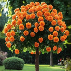 Роза Солнечный Шарм купить по цене от 349р. в интернет-магазине «Посадика» с доставкой почтой в в Губахае и по всей России – [изображение №1].