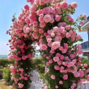 Роза Пастель Розе купить по цене от 605р. в интернет-магазине «Посадика» с доставкой почтой в в Губахае и по всей России – [изображение №1].