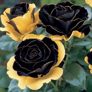 Роза Ханни Сикл купить по цене от 700р. в интернет-магазине «Посадика» с доставкой почтой в в Губахае и по всей России – [изображение №1].