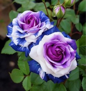 Роза Айвори Каскад купить по цене от 420р. в интернет-магазине «Посадика» с доставкой почтой в в Губахае и по всей России – [изображение №1].