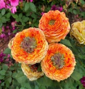 Роза Золотой Мираж купить по цене от 420р. в интернет-магазине «Посадика» с доставкой почтой в в Губахае и по всей России – [изображение №1].