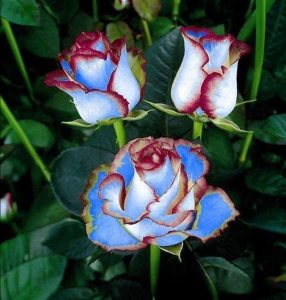 Роза Сафайер Пэтл купить по цене от 450р. в интернет-магазине «Посадика» с доставкой почтой в в Губахае и по всей России – [изображение №1].